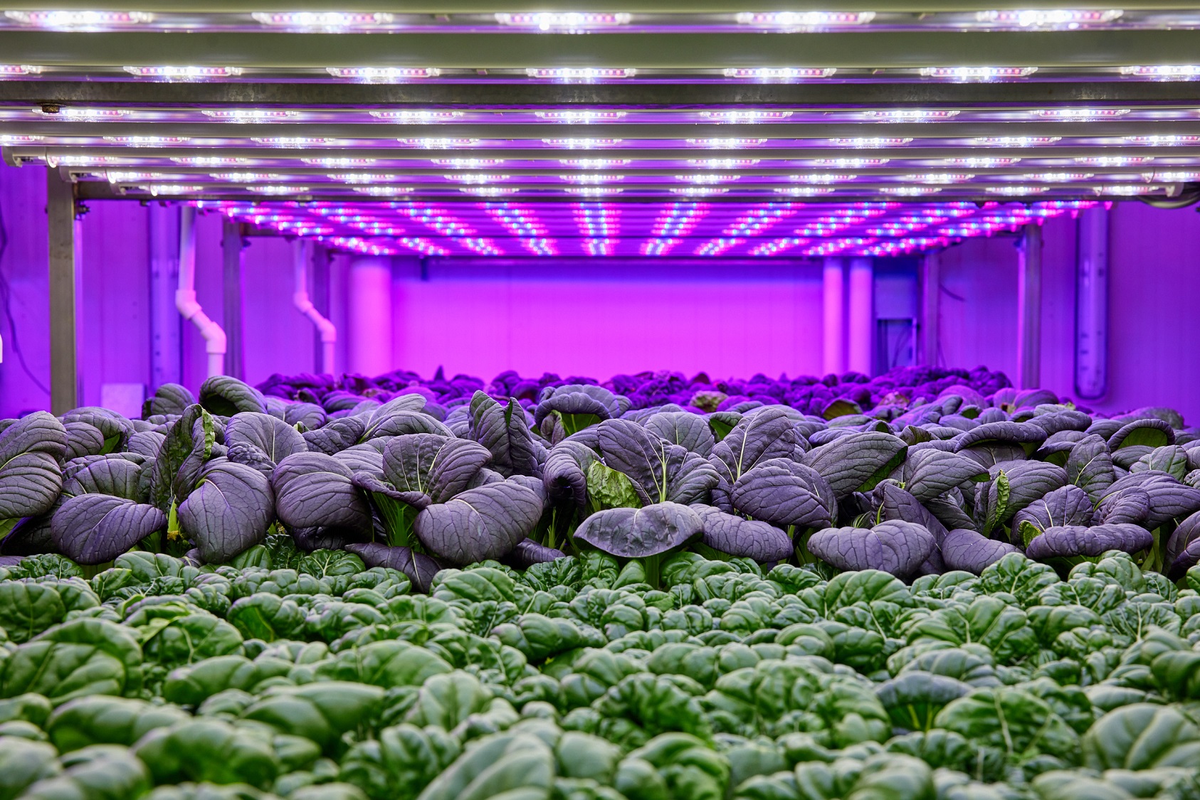 food-quality-and-safety-eurofins-horti