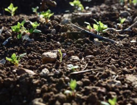 Why do we measure organic matter? 