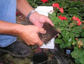 Potting Soil and Coco Peat