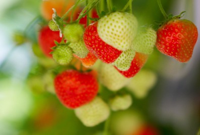  en de teelt van zachtfruit